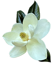 GSSDAR_SweetbayMagnolia Sweetbay Magnolia